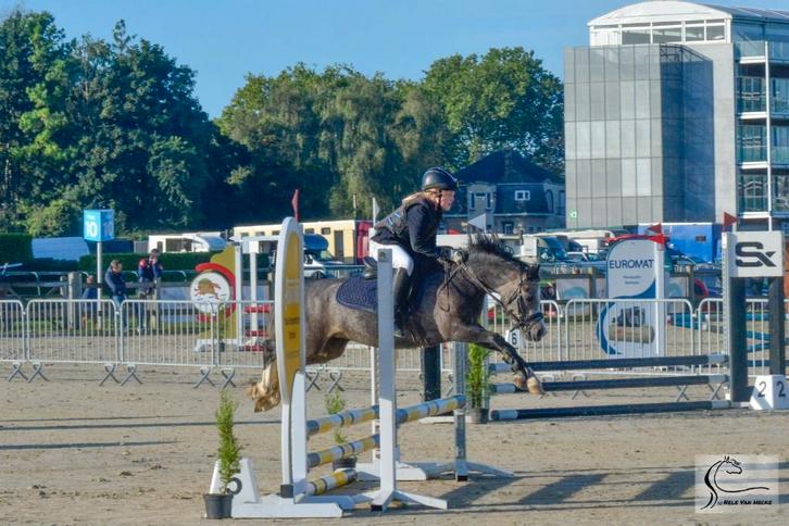 B pony (5 jaar), Dieren en Toebehoren, Pony's, Ruin, B, B pony (1.17m tot 1.27m), Springpony, 3 tot 6 jaar, Gechipt, Ontwormd