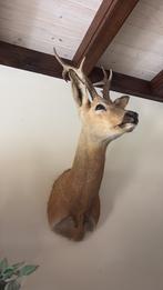 Siberische reebok - prachtig exemplaar, Ophalen, Zo goed als nieuw
