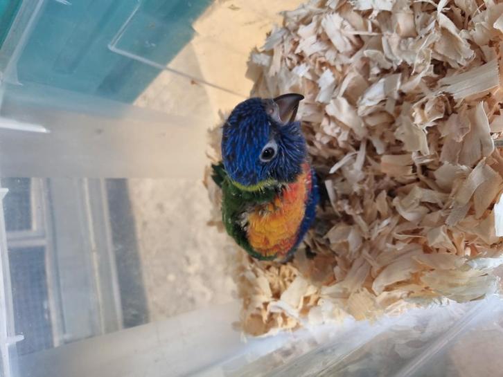 Lori blauwberg, Dieren en Toebehoren, Vogels | Parkieten en Papegaaien