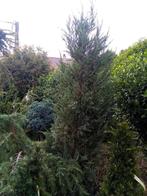 Juniperus scopulorum Blue Arrow, Tuin en Terras, Planten | Tuinplanten, Ophalen