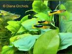 Japanse Zeldzame Mini Guppy * Endler Red Chest Saddleback, Dieren en Toebehoren, Vis