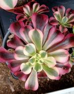 Aeonium medusa, Huis en Inrichting, Kamerplanten, Ophalen of Verzenden, Vetplant