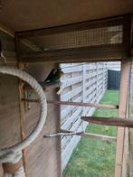 Agapornis Rosseicollis, Dieren en Toebehoren, Mannelijk, Dwergpapegaai of Agapornis, Geringd