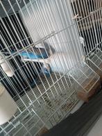 Ik verkoop parkieten, Meerdere dieren, Papegaai, Geringd