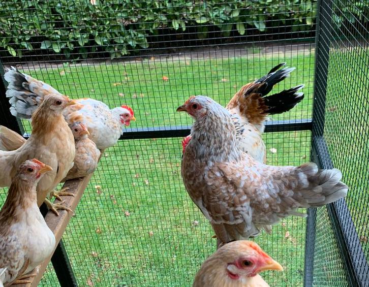 serama split zijdeveer haantje en hennetje, Dieren en Toebehoren, Pluimvee, Kip