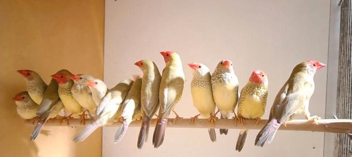 Île de Binsenastrilds, Animaux & Accessoires, Oiseaux | Oiseaux Autre, Oiseau tropical, Plusieurs animaux