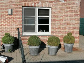 Buxus beschikbaar voor biedingen