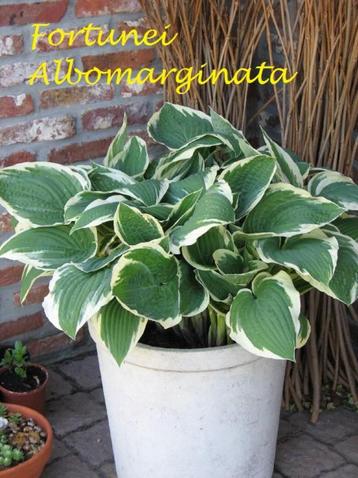 Hosta's op naam in 6 soorten beschikbaar voor biedingen