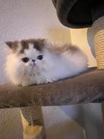 kittens, Chatte ou Chat, Vermifugé, 0 à 2 ans