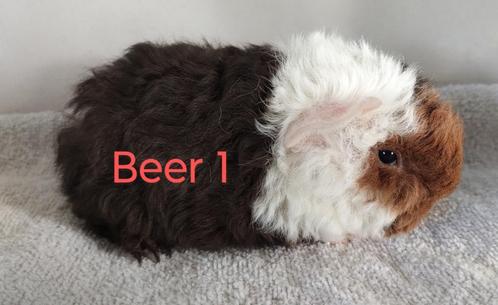 Rex en alpaca beertjes., Dieren en Toebehoren, Knaagdieren, Mannelijk, Cavia, Tam