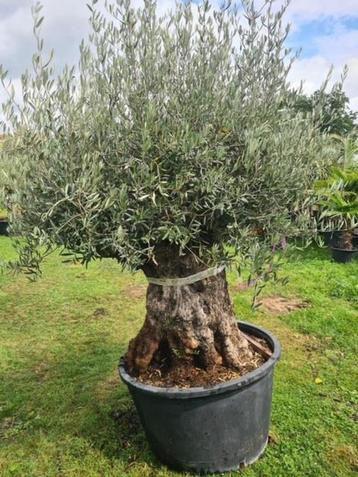 Olijfboom in pot TE KOOP sfeervol op balkon of in de tuin beschikbaar voor biedingen