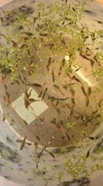 Guppy, Dieren en Toebehoren, Vissen | Aquariumvissen
