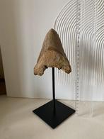 Megalodon fossieltand op staander tand haai 12,5cm, Verzamelen, Mineralen en Fossielen, Ophalen of Verzenden