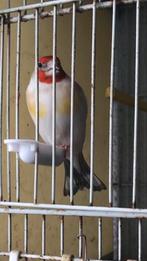 Puttertje met witte kop, Vrouwelijk, Tropenvogel, Geringd