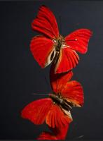 Envolée de 3 Papillons exotiques Cymothoe Sangaris Cloche, Collections, Collections Animaux, Insecte, Animal empaillé, Enlèvement ou Envoi