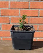 Mirte Plantjes / Mirto Bessen, Ophalen, Struik