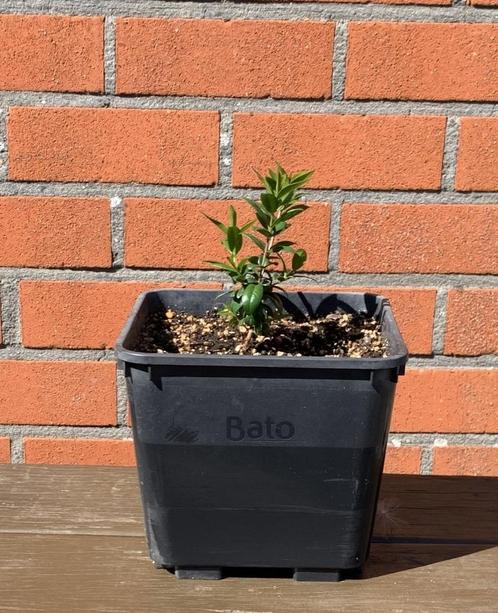 Mirte Plantjes / Mirto Bessen, Tuin en Terras, Planten | Struiken en Hagen, Struik, Ophalen