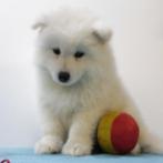 Samojeed - Prachtige pups te koop (Belgisch), Dieren en Toebehoren, België, CDV (hondenziekte), 8 tot 15 weken, Meerdere