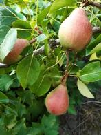 fruitbomen - Gieser Wildeman spil (bijna uitverkocht), Lente, Perenboom, 100 tot 250 cm, Ophalen