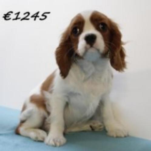 Cavalier King Charles-puppy’s te koop – echte hartendiefjes!, Dieren en Toebehoren, Honden | Chihuahua's en Gezelschapshonden