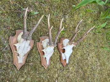 3 Mooie Ree Geweien Samen € 24 Jacht Mancave Veluwe No c3, Ophalen of Verzenden, Hert, Gewei of Kop