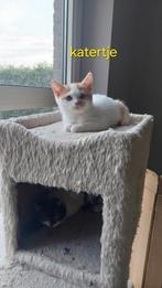 BRITSE KORTHAAR KITTEN, Dieren en Toebehoren, Katten en Kittens | Raskatten | Korthaar, Kater, Gechipt, 0 tot 2 jaar