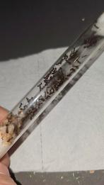 Messor ibericus mieren kolonie