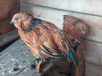 Ukkelse baardkriel, Dieren en Toebehoren
