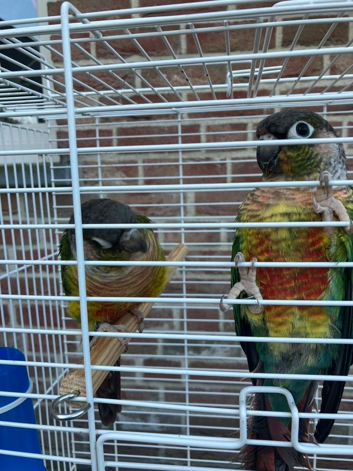 SPOTPRIJS: HALF TAMME PYRRHURA VANAF 100 EURO/KOPPEL, Dieren en Toebehoren, Vogels | Parkieten en Papegaaien, Papegaai, Meerdere dieren