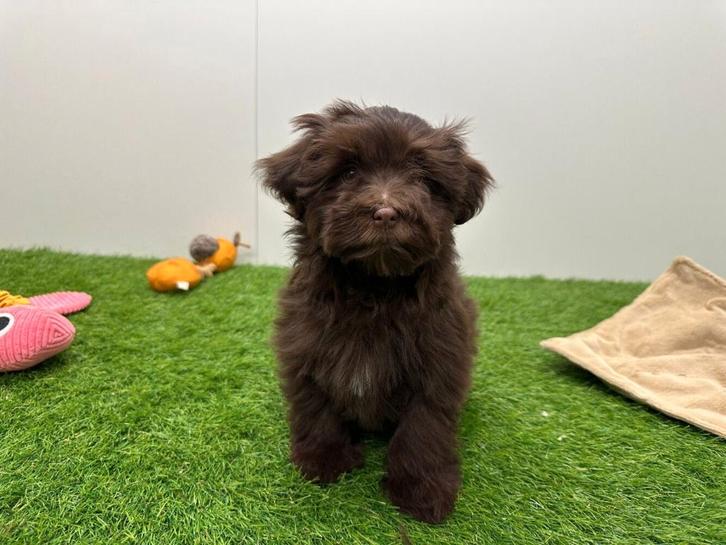 Chiot Havapoo, Animaux & Accessoires, Chiens | Sans pedigree, Chienne, Éleveur | Professionnel, Un chien, Belgique, 8 à 15 semaines