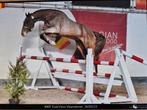 3 jarige Uricas van de kattevennen x nonstop, Dieren en Toebehoren, Zadelmak, 170 tot 175 cm, Springpaard, Gechipt