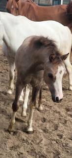 Welsh pony veulen, Dieren en Toebehoren, Hengst, Niet van toepassing, Gechipt, 0 tot 2 jaar