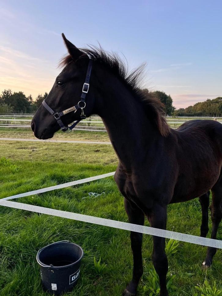 Dressuurhengstveulen Secret usb x Toto Jr predicaatrijk lijn, Dieren en Toebehoren, Paarden, Hengst, Niet van toepassing, 0 tot 2 jaar