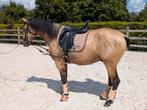Mooie PRE Ruin, Dieren en Toebehoren, Ruin