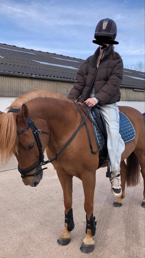 Ruiter zoekt halve stal, Dieren en Toebehoren, Paarden