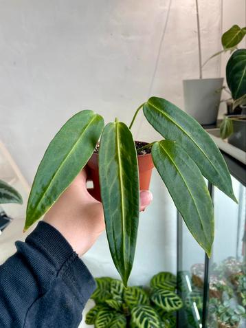 Anthurium Warocqueanum beschikbaar voor biedingen