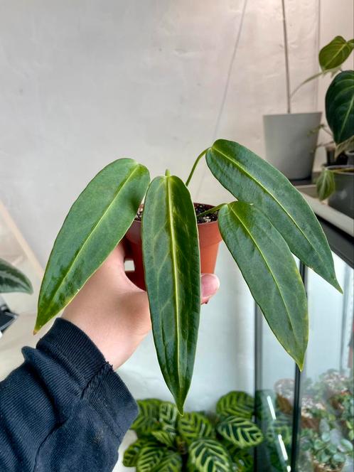 Anthurium Warocqueanum, Huis en Inrichting, Kamerplanten, Ophalen of Verzenden