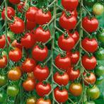 Gardener's Delight - Tomaat zaden, Verzenden