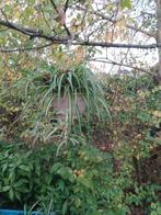 Graslelie, Huis en Inrichting, Kamerplanten, Ophalen, Overige soorten, Halfschaduw, Minder dan 100 cm