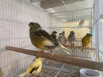 Kanaries glosters, Dieren en Toebehoren