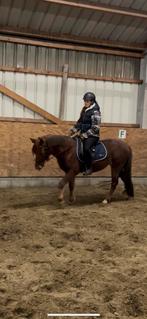 3,5 jarige connemara pony, Dieren en Toebehoren, Merrie, Zadelmak, Minder dan 160 cm, 3 tot 6 jaar