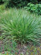 Siergras Panicum Virgatum Squaw Vingergras Parelgierst, Enlèvement