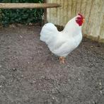 Wyandotte haan, Dieren en Toebehoren