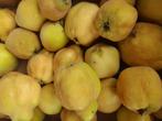 Kweeperen uit eigen tuin. Biologisch geteeld, Ophalen