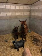 Alpaca moeder met lam, Dieren en Toebehoren