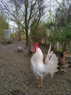 Beau coq blanc à vendre, Poule ou poulet, Mâle