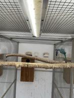 kweekkoppel halsbandparkieten opaline wkws, Dieren en Toebehoren, Vogels | Parkieten en Papegaaien, Papegaai