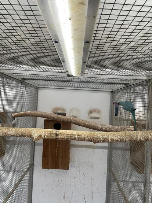 kweekkoppel halsbandparkieten opaline wkws, Dieren en Toebehoren, Vogels | Parkieten en Papegaaien, Papegaai