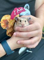 Hamster dore, April, Vrouwelijk