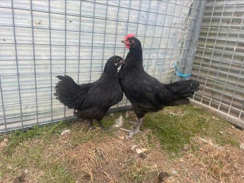Koppel australorps, Dieren en Toebehoren, Pluimvee
